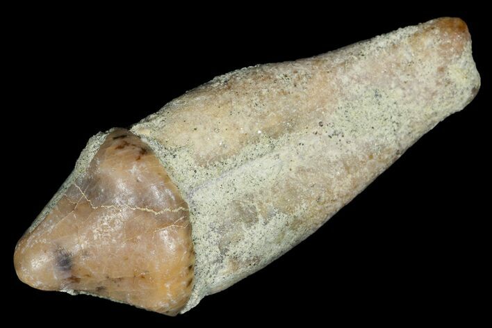 Rooted Fossil Sea Lion (Allodesmus) Tooth - Bakersfield, CA #175180